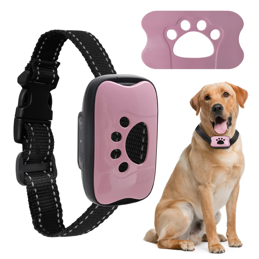 Dog wearing USB rechargeable anti-barking training collar with purple control device