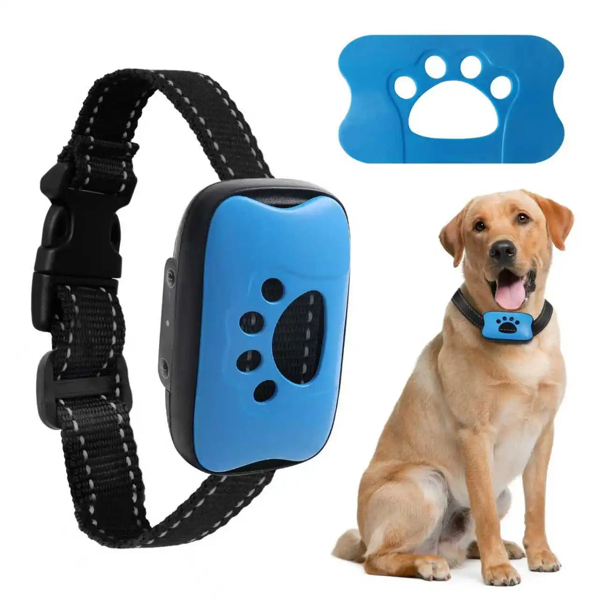 Dog wearing USB rechargeable anti-barking training collar with blue paw-shaped indicator