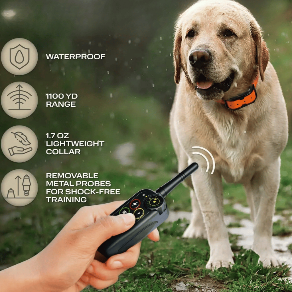 Orange-and-black dog training collar on a yellow lab with handheld remote