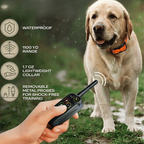Orange-and-black dog training collar on a yellow lab with handheld remote