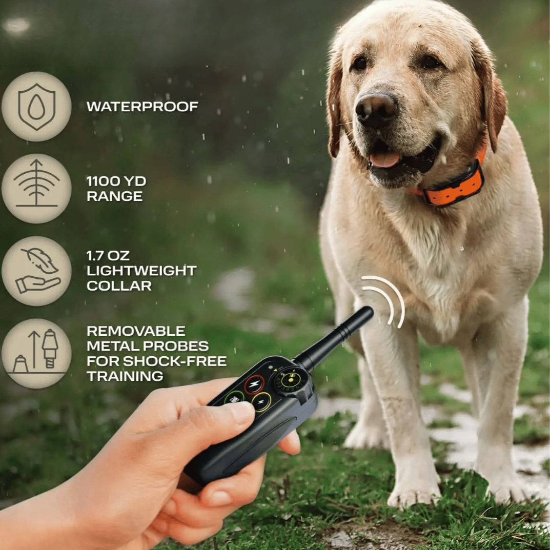 Orange-and-black dog training collar on a yellow lab with handheld remote